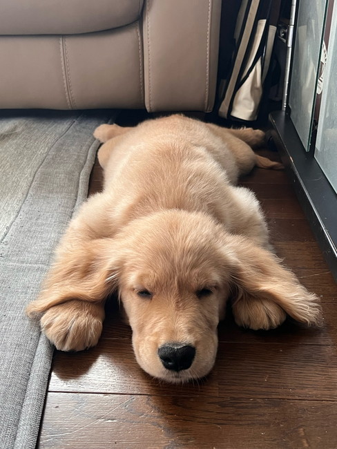 ひらきゴールデン