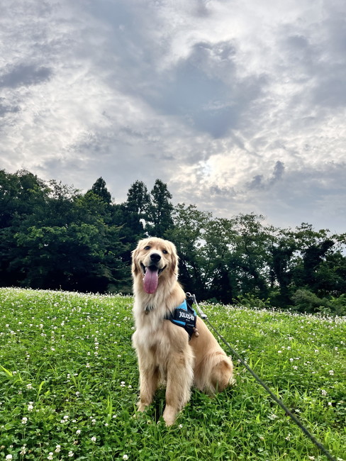 お花とゴールデン