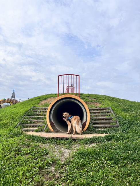 トンネルとゴールデン