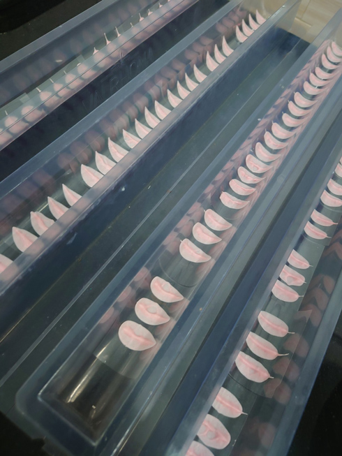 アポロで作った花びら