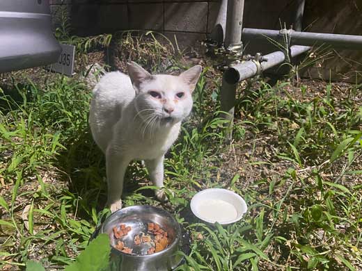 歌舞伎町の野良猫