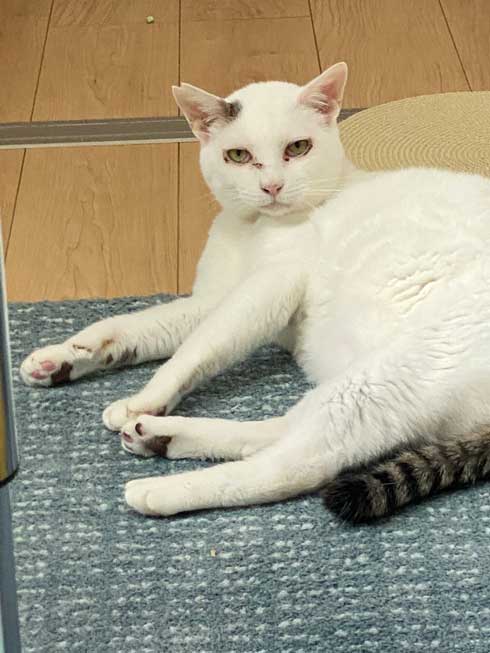 歌舞伎町の野良猫から家猫へ