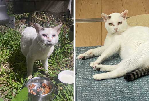 歌舞伎町の野良猫