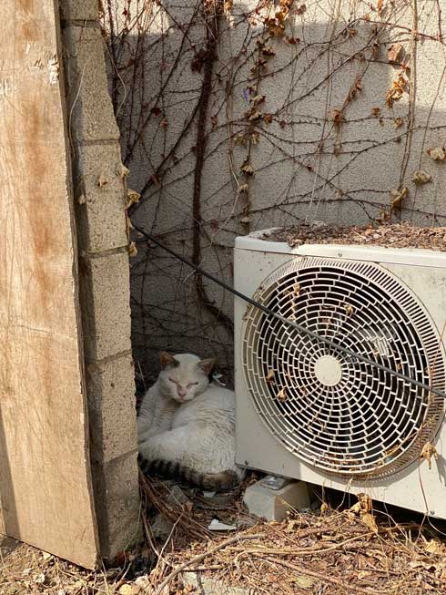 歌舞伎町の野良猫