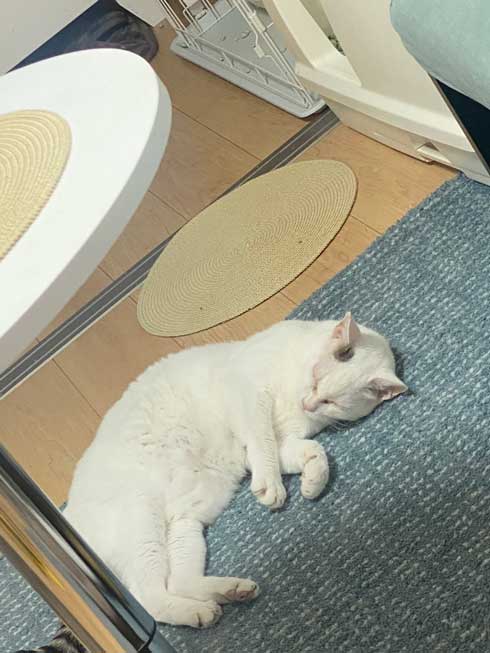 安心しきった姿