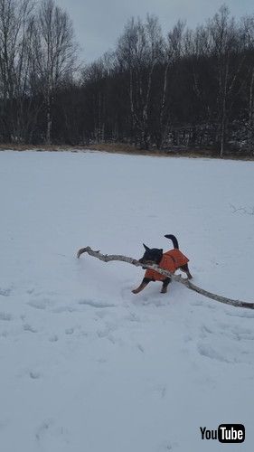 大きな枝を運ぶ犬