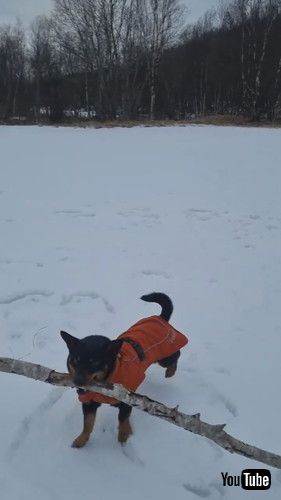 大きな枝を運ぶ犬