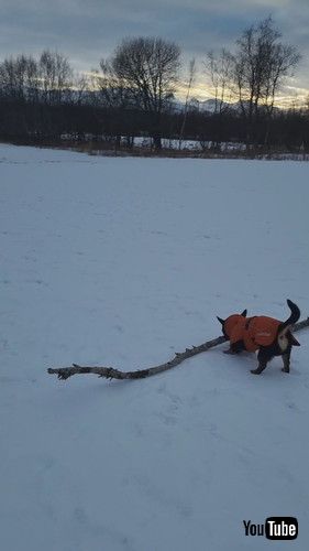 大きな枝を運ぶ犬