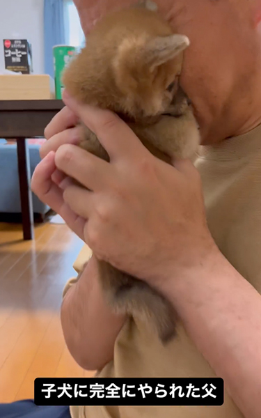 柴子犬とお父さん