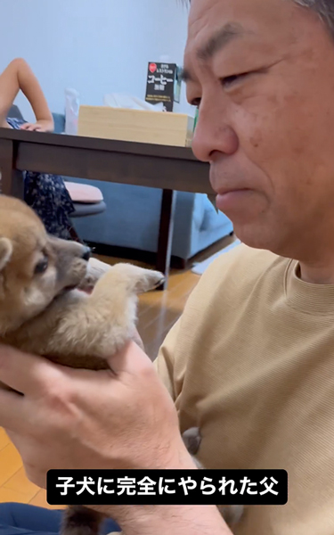 柴子犬とお父さん