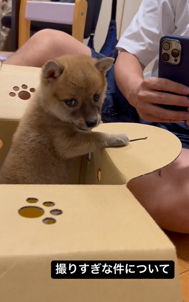 ワンコの撮影会