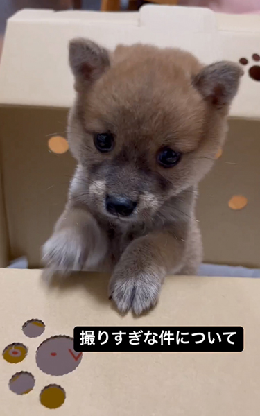 ワンコの撮影会