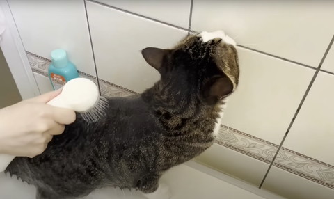 背中にシャワーかけられる猫キジ白猫