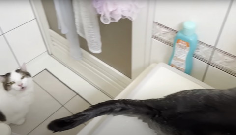 お風呂場で鳴いてる猫