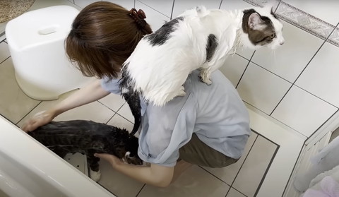 背中に猫のせて洗ってるお母さん