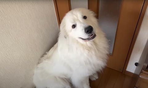 デカワンコと攻防