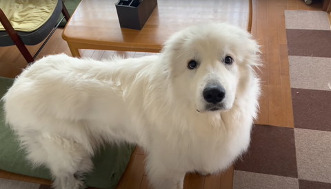 見つめてくるワンコ