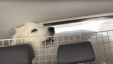 車内で吠えてるワンコ