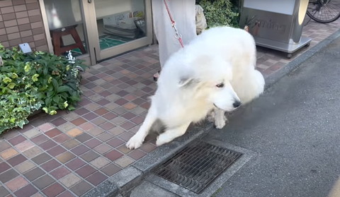 走り出す瞬間のワンコ