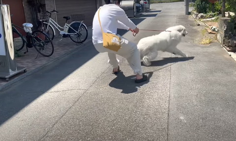 走るワンコ斜め横とリード引っ張る飼い主