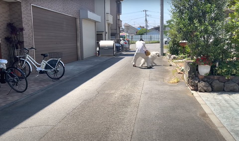 遠くでリード引っ張る飼い主