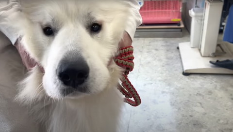 顔さわられてるワンコアップ