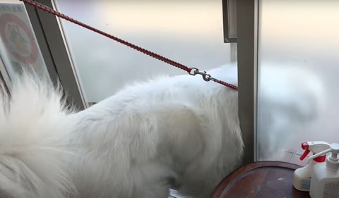 ドアからでるワンコ