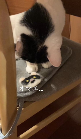 ワッペン見つめる猫