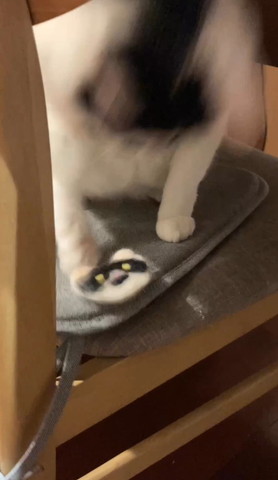 ワッペンに手を添える猫