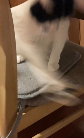 物を投げ飛ばす猫