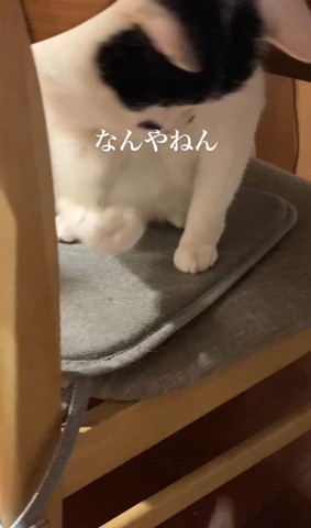 前足をガッツポーズ