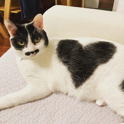 ハート柄猫