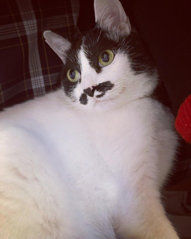 上見る猫斜め横から