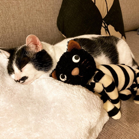 ぬいぐるみと寝てる猫