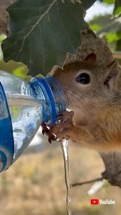 水を必死で飲むリス