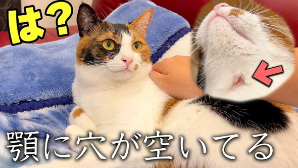 猫の診断結果