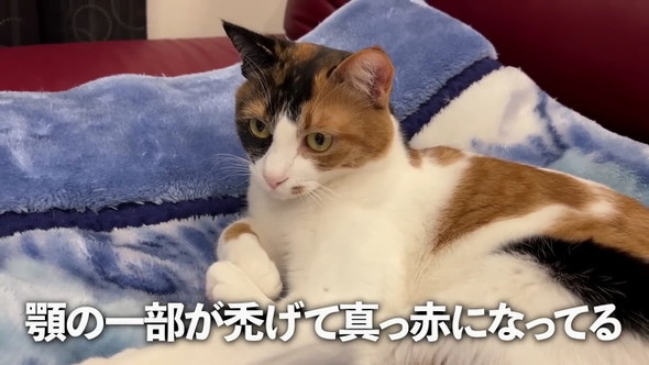 あごがハゲた猫