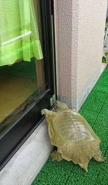 近づくスッポン