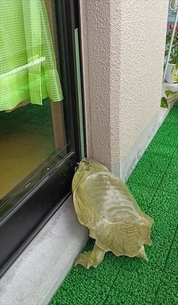 左右の前足を使うスッポン