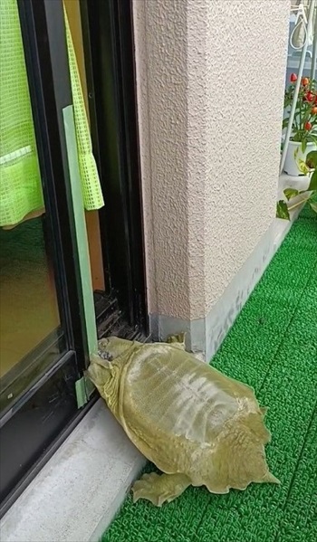ガラス戸を開けるスッポン