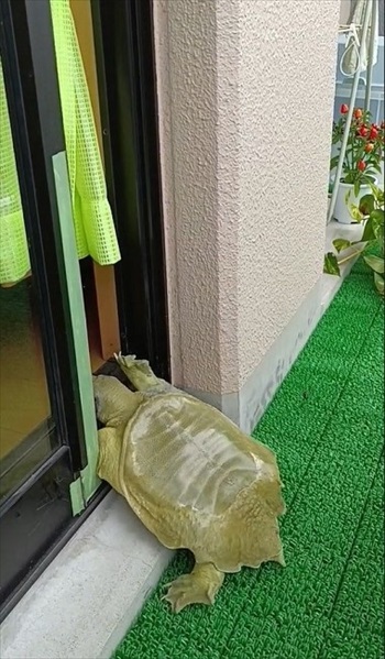 前足をかけるスッポン