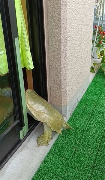 後ろ足をのばすスッポン