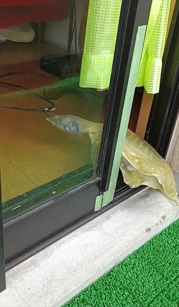 力を入れるスッポン