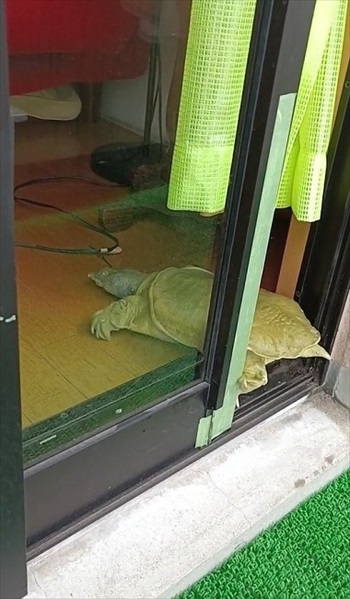 室内に入るスッポン