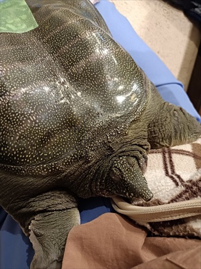 甘えん坊のスッポン