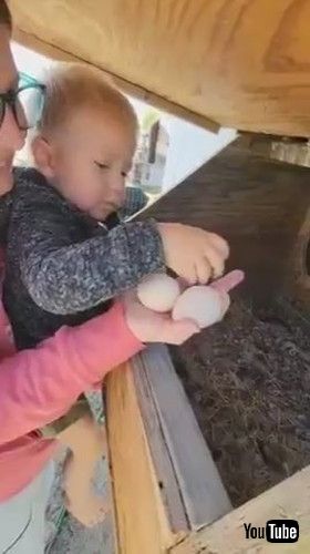 「Kid Collects Eggs For His Mommy From Chicken Coop - 1389741」