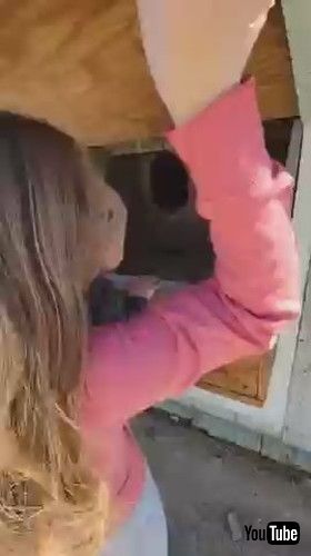 「Kid Collects Eggs For His Mommy From Chicken Coop - 1389741」