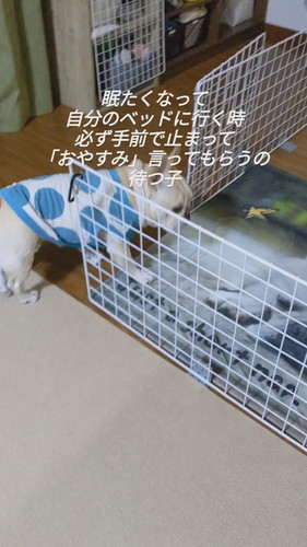フレブル