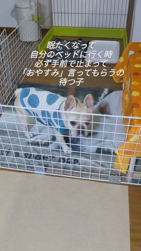 ベッドの前で止まるフレブル