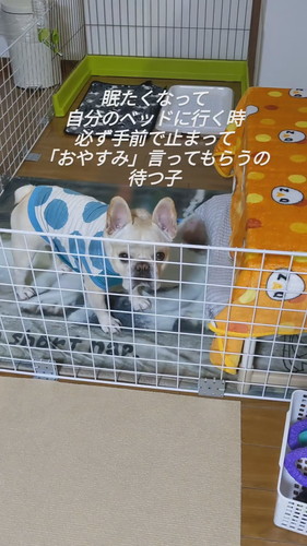 見上げるフレブル